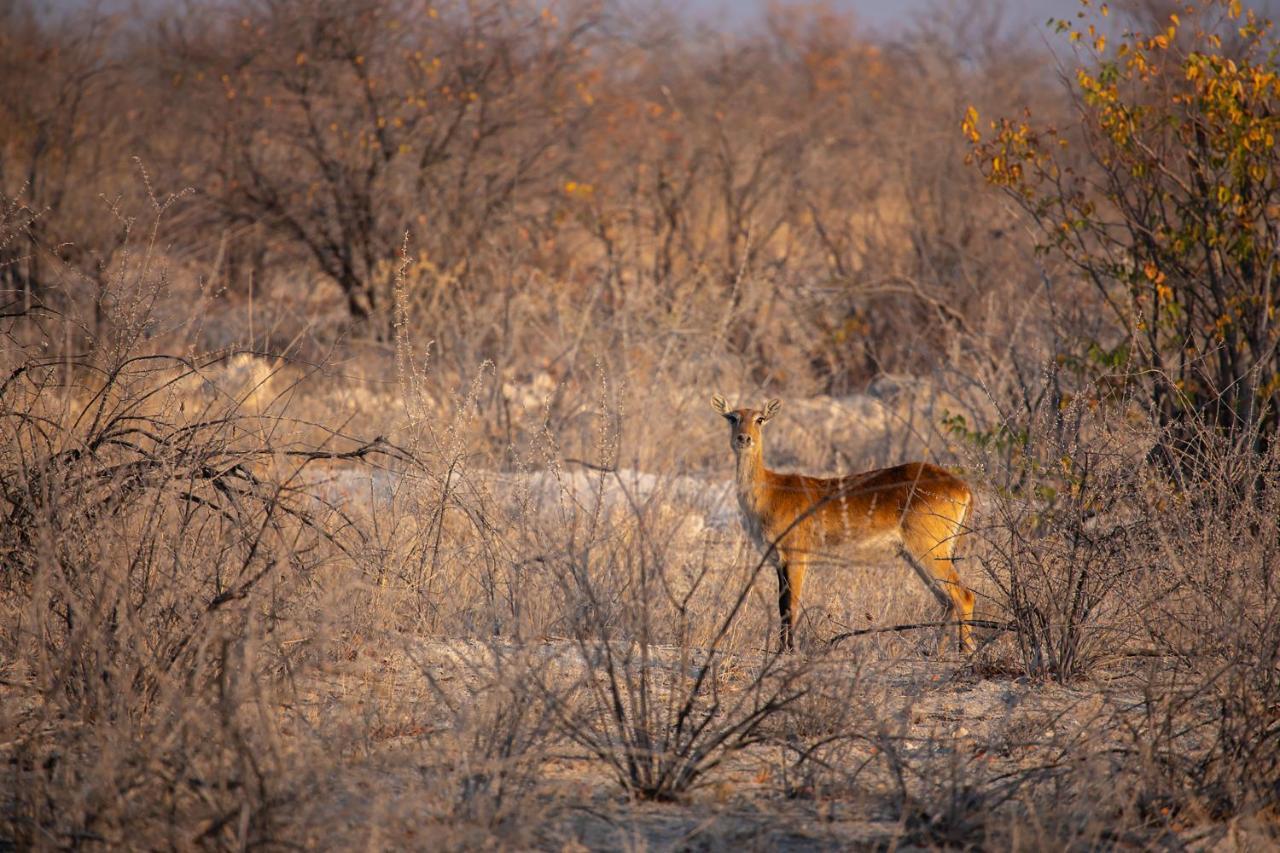 Etosha Trading Post Campsite Okaukuejo Eksteriør bilde